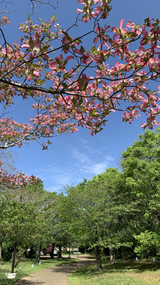 computerland_jp's tweet image. 休日の土曜日
新緑と青い空にハナミズキ
#iPhoneXR