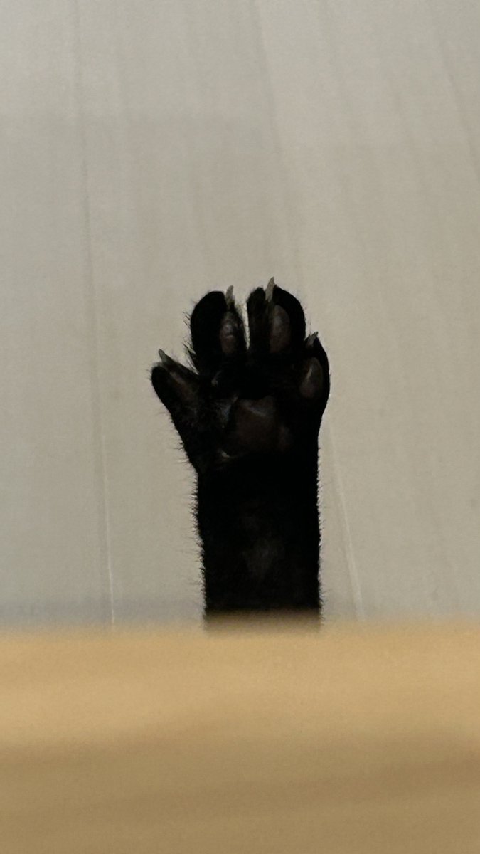 黒猫のこねろく tweet media