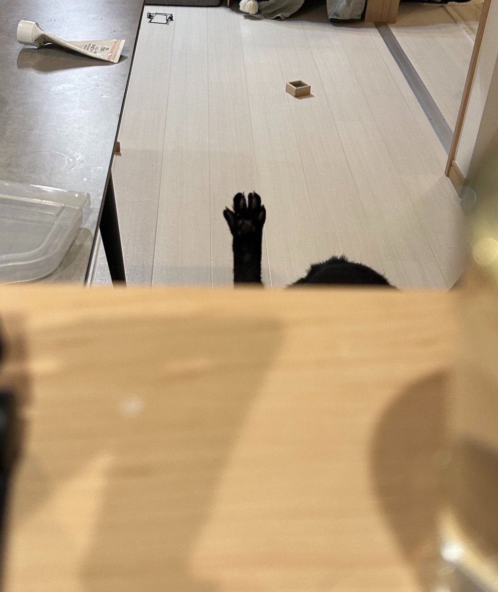 黒猫のこねろく tweet media