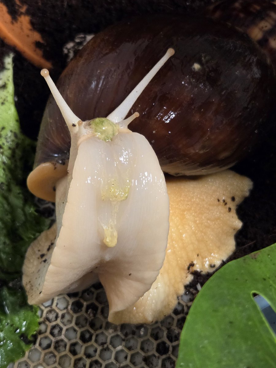 ii52 촉촉 좋아🐌🐚❤️ tweet media