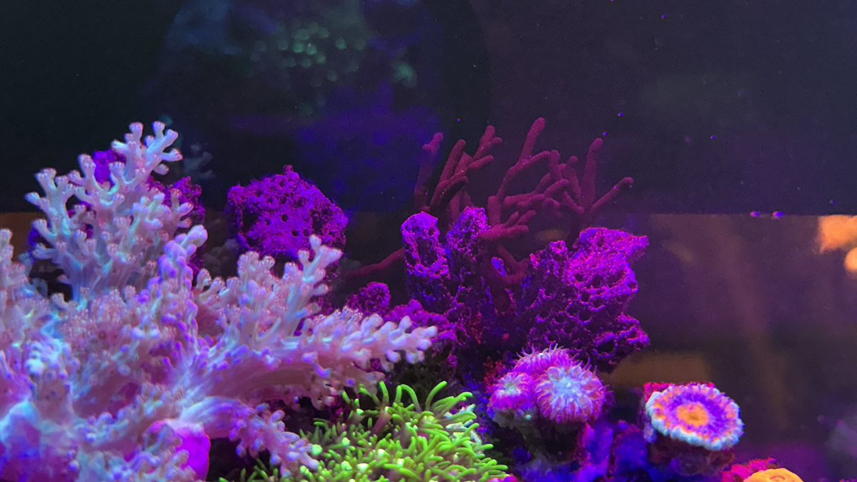 ®️🌱🪸🐟🐰 tweet media