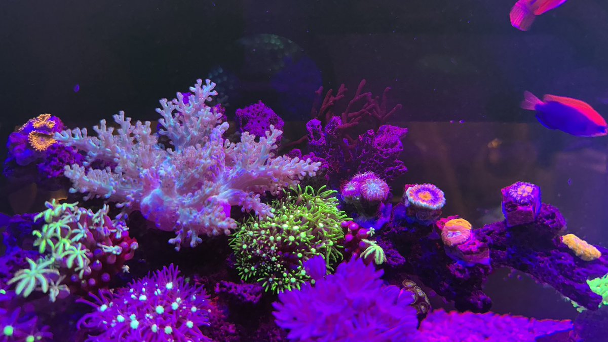 ®️🌱🪸🐟🐰 tweet media