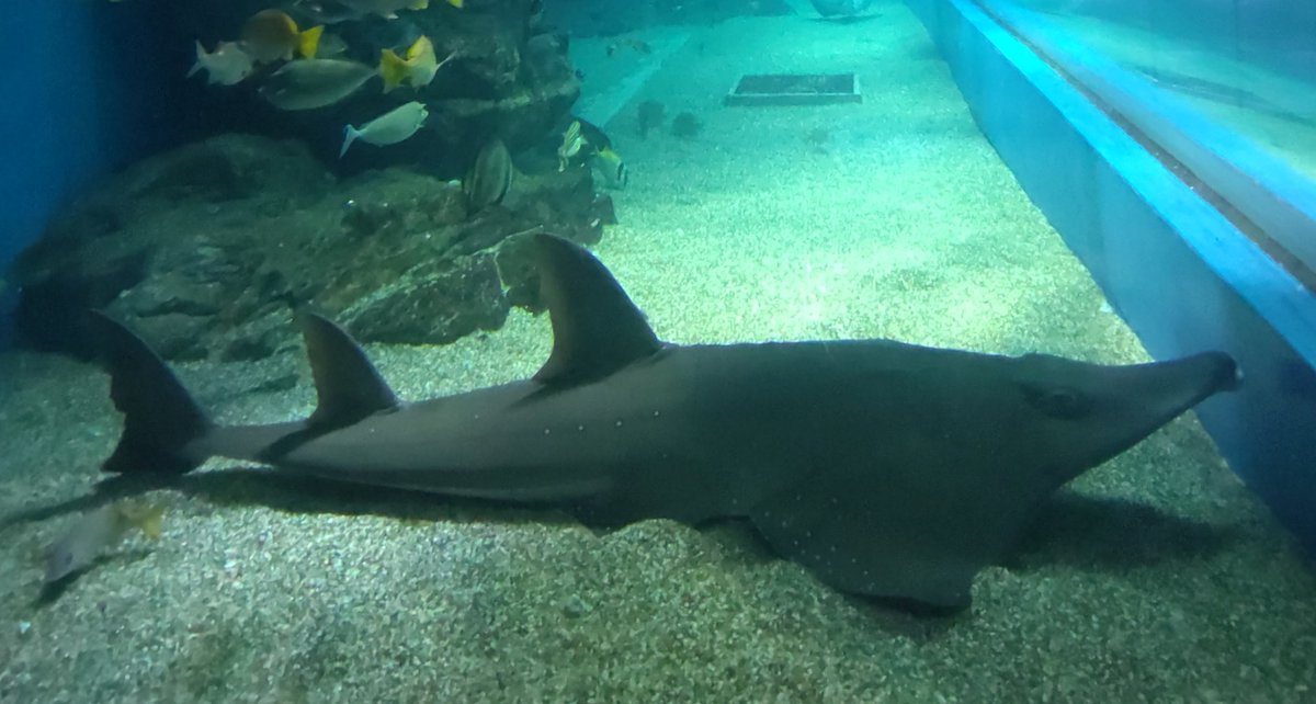 名前にサメと入ってるエイのシノノメサカタザメ､トンガリサカタザメ
ノコギリエイ以上にサメっぽいヒレをしてるからサメ扱いされるのはしょうがないのかな…