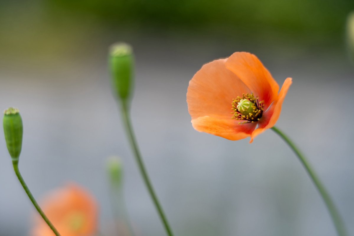 MIKI TSUNODA tweet media