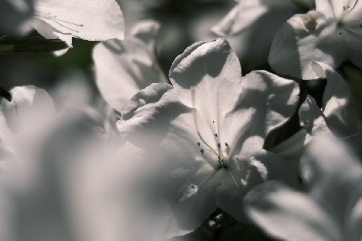 MIKI TSUNODA tweet media