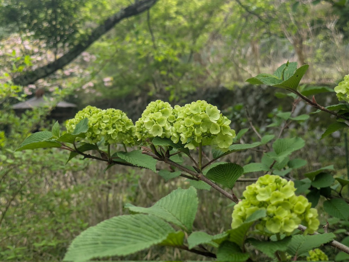 鹿になんとか食べられずにがんばって咲いている釣鐘水仙　オオデマリも緑色の花が咲き始めています。