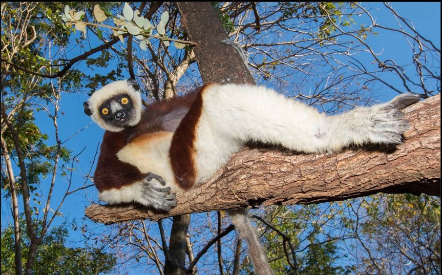 EdizBlues's tweet image. Sifaka, lémurien, Madagascar