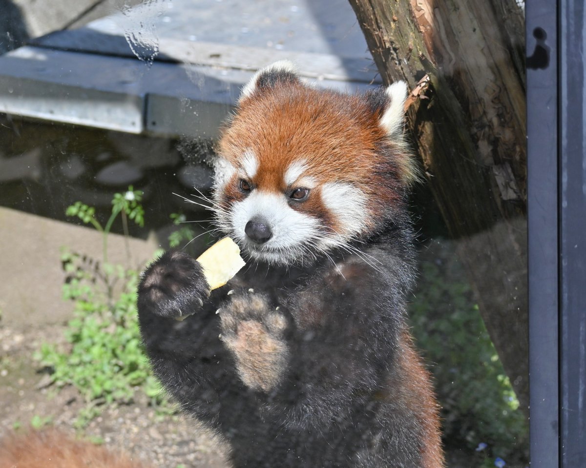 きっこ tweet media