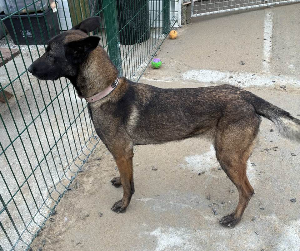 gsrescueelite's tweet image. Zena is 2yrs old and she is a fantastic girl who came to us through no fault of her own. Zena can live with older kids, other #dogs and dog savvy house cats 
#germanshepherd #Cornwall 
gsrelite.co.uk/zena-4/