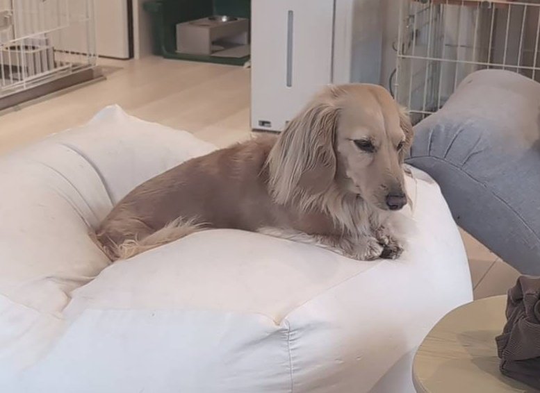 はちぷくおれお tweet media