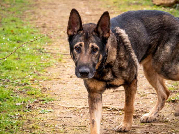 gsrescueelite's tweet image. River is around 2/3yrs old and this lovely lad was picked up as a stray. River is a clever boy who is quick to learn, he can live with older kids and has been fine with other #dogs at the kennels with correct intros 
#germanshepherd #Cornwall 
gsrelite.co.uk/river-2/