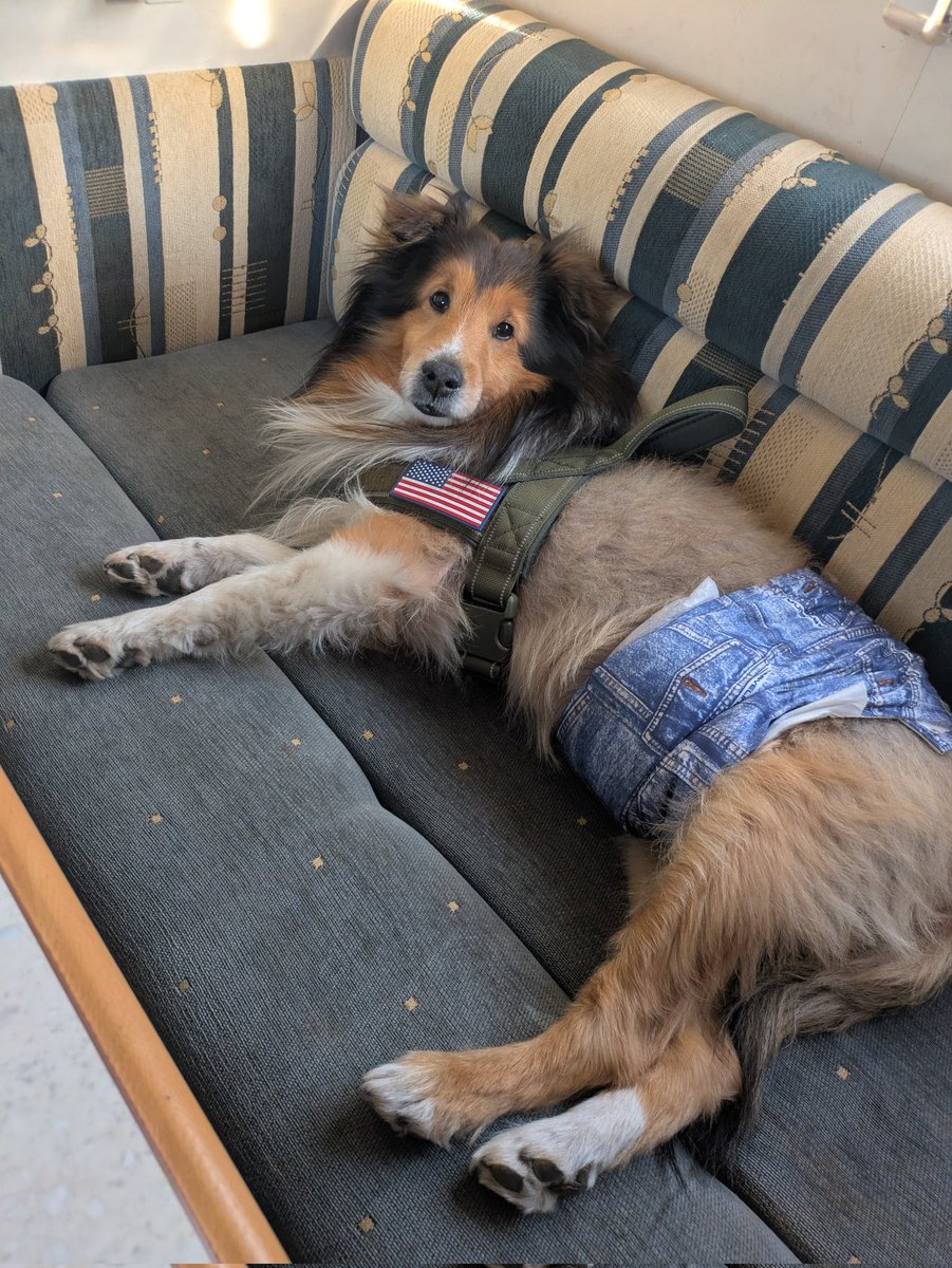 最初はトレーラー怖かったみたいでずっと私にくっついてたけど…

今じゃ1人でめっちゃくつろいで寝てる🐶💤