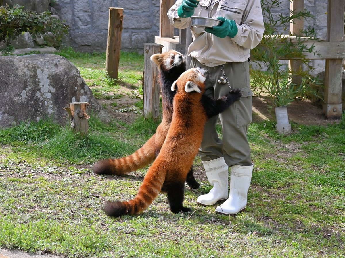 きっこ tweet media