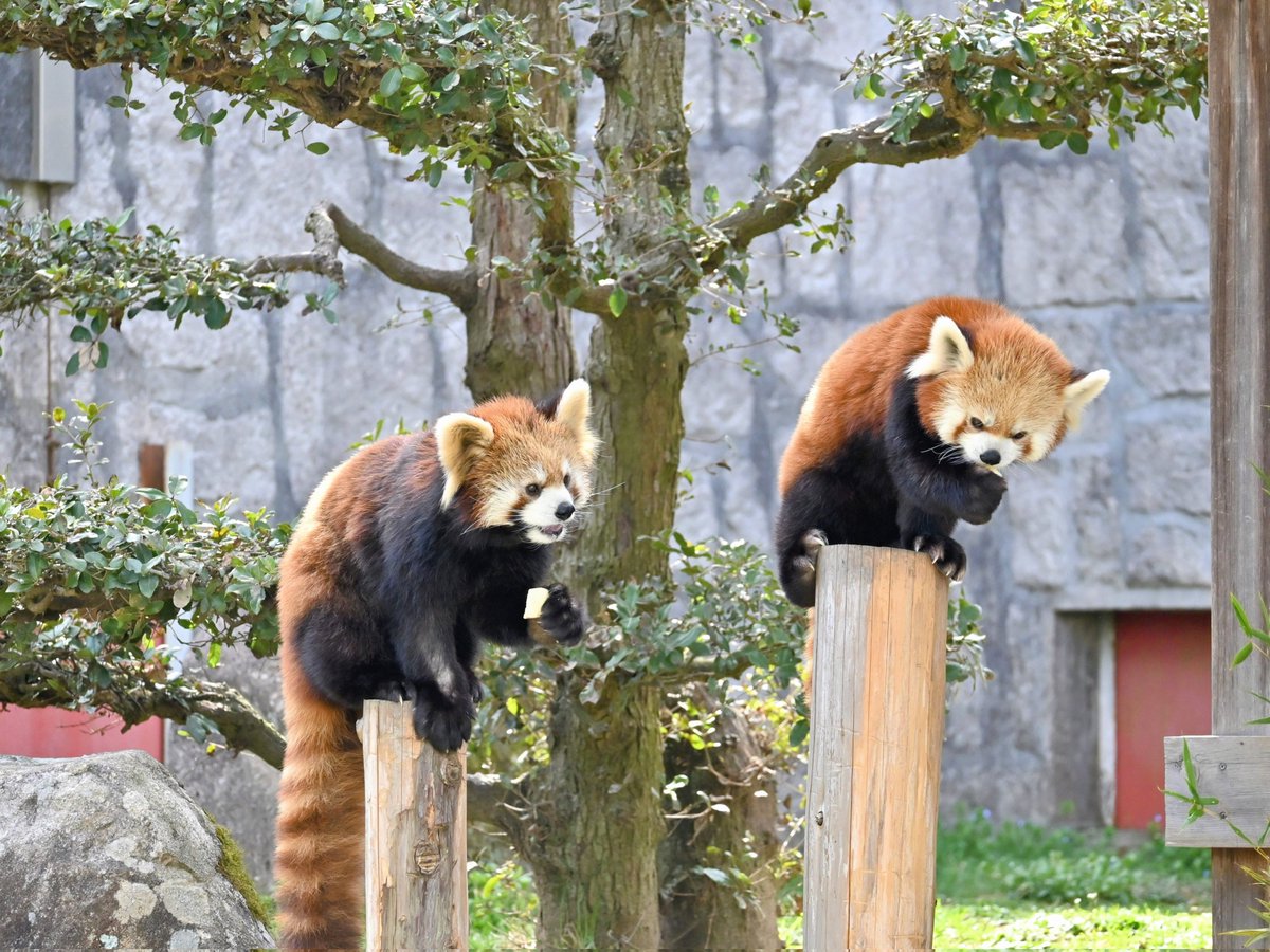 きっこ tweet media