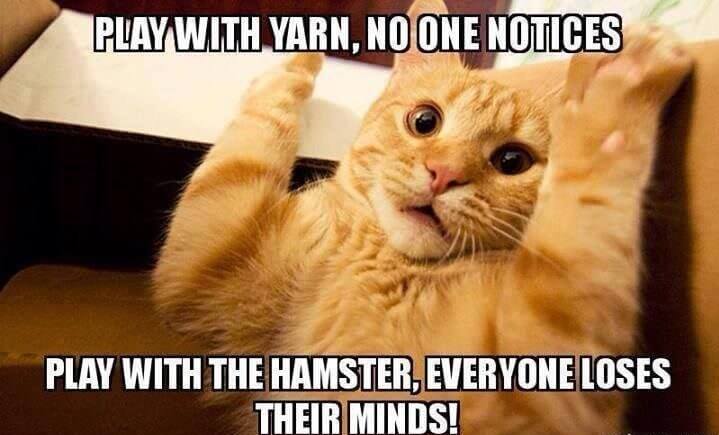 namwella1961's tweet image. Happy Caturday, Resisters!  I hope everyone has a great weekend!
#Caturday #SaturdayMorning