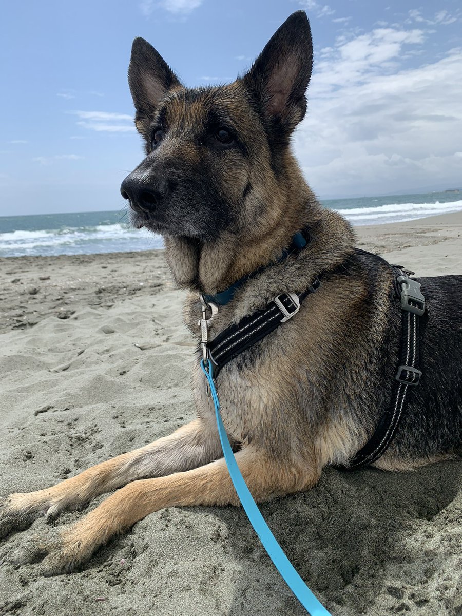 ジェイクは顔がキュルンと優しくて本当に本当にかわいい。親バカとかじゃなくて、これは客観的にみてもめちゃくちゃかわいい犬だと思う。