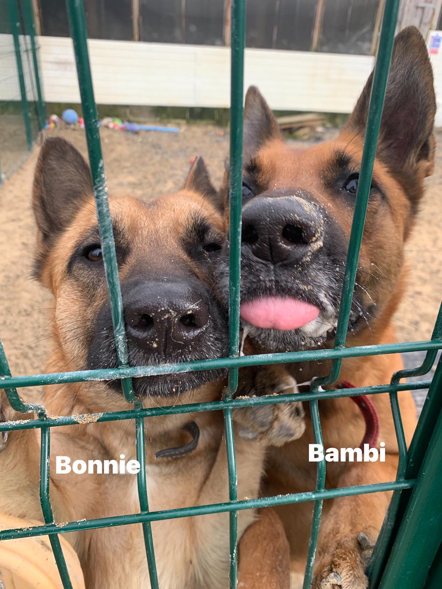 gsrescueelite's tweet image. Bonnie is 17mths old and she has such a friendly temperament. Bonnie can live with older kids and arrived with Bambi so may be able to live with other #dogs 
#germanshepherd #Cornwall 
gsrelite.co.uk/bonnie-10/