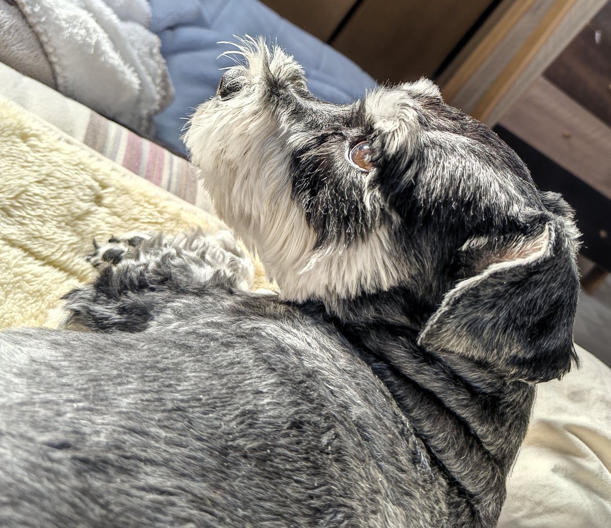 RockGal2022's tweet image. #Schnauzer
#dog
#犬のいる幸せ 
#いぬのいる暮らし
#ミニチュアシュナウザー
#シュナウザー
#YOLOWS
#Rock
#Gal
#슈나우저