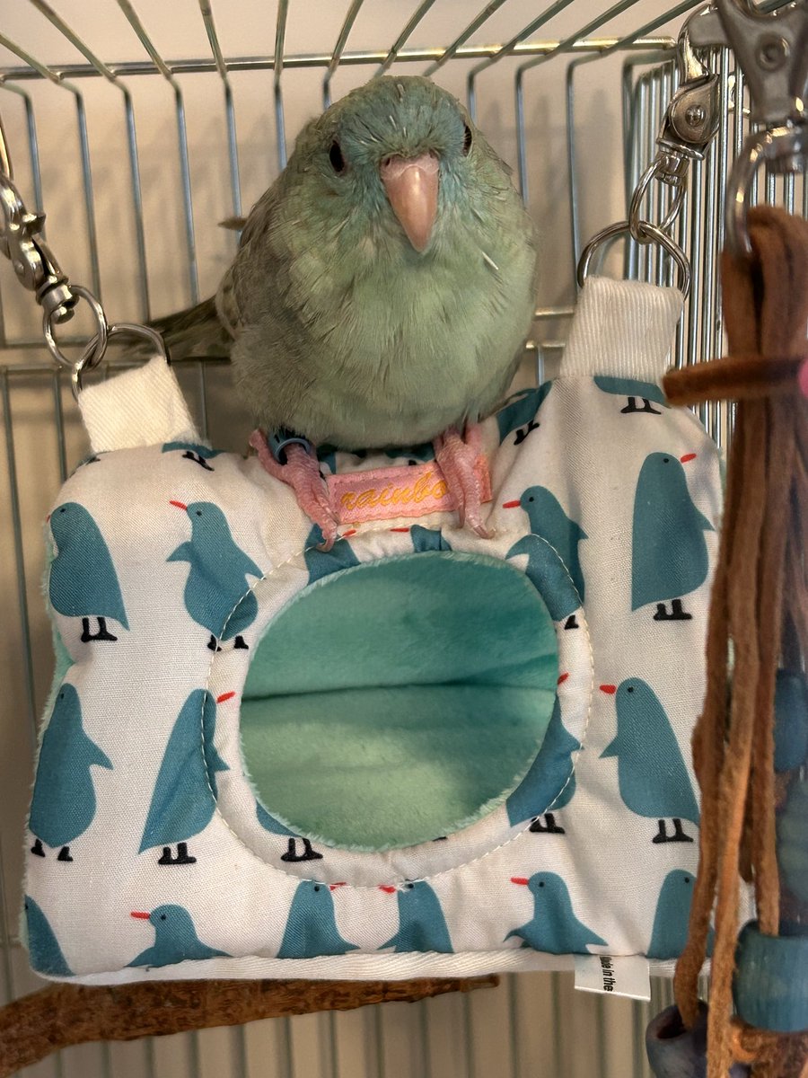 丸ちゃん tweet media