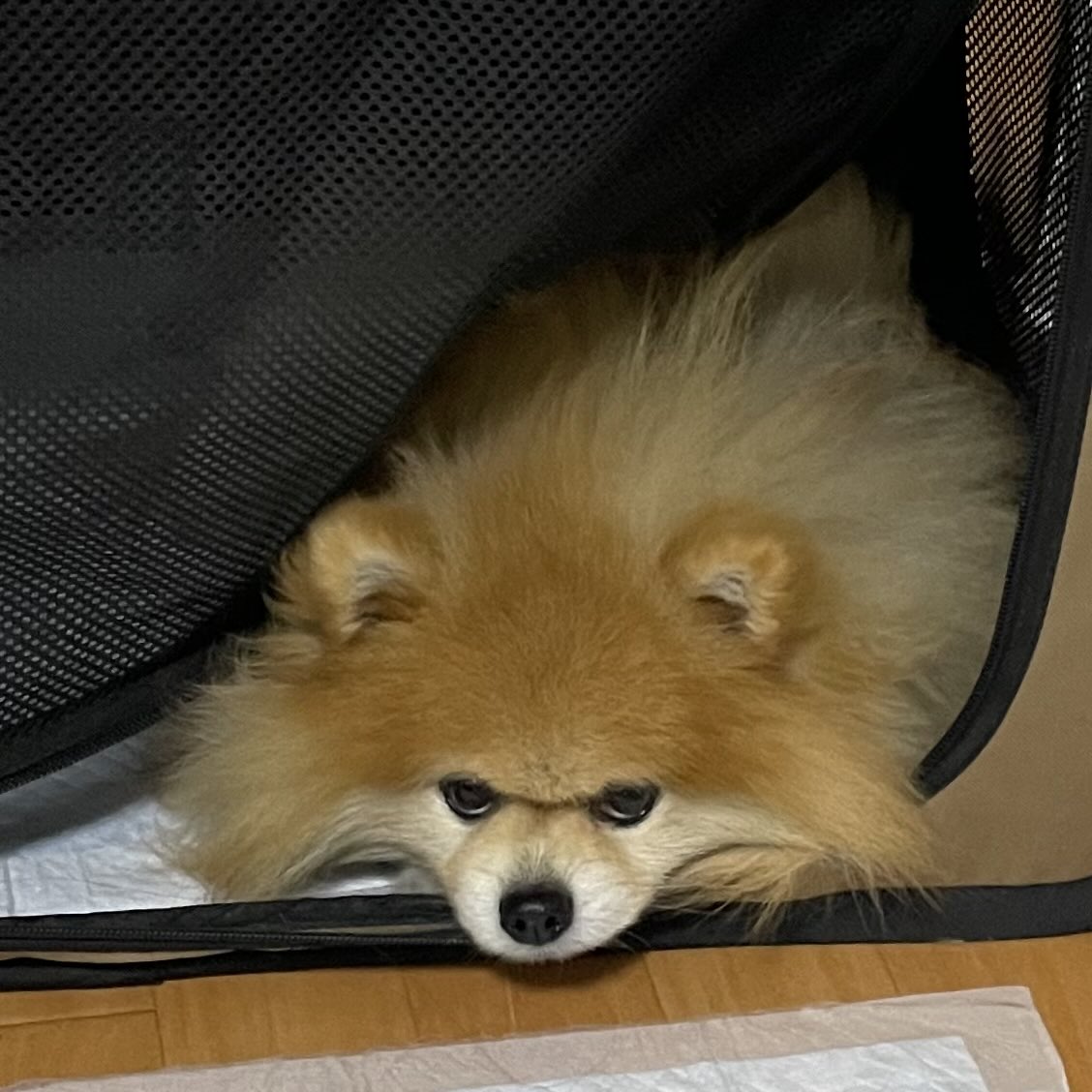 橘紫夕@でかポメ&ちびポメ tweet media