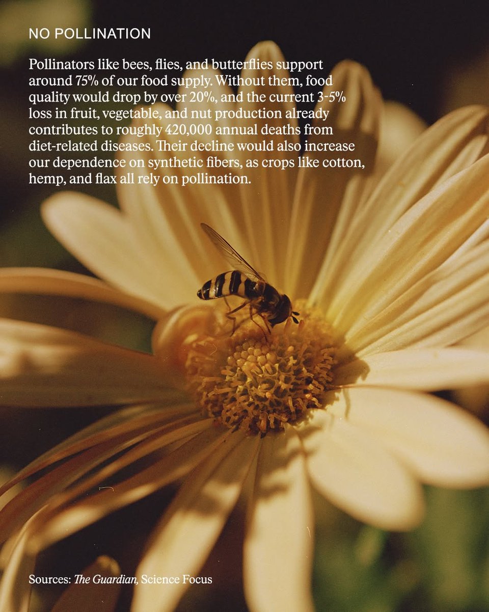 yourplanetonx's tweet image. Imagine a world without insects 🐝🌍

No buzzing life, no pollination, no balance in nature. Insects support food, soil, and ecosystems every day.

#SaveInsects #ProtectEarth
.
👍 Follow @yourplanet.earth for more
🙏 Turn on notifications for future updates