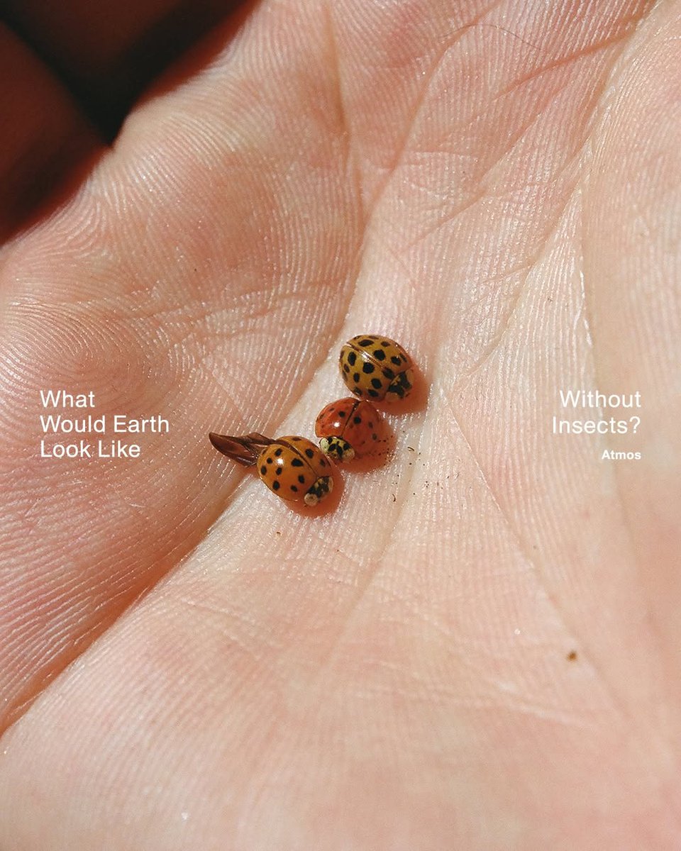 yourplanetonx's tweet image. Imagine a world without insects 🐝🌍

No buzzing life, no pollination, no balance in nature. Insects support food, soil, and ecosystems every day.

#SaveInsects #ProtectEarth
.
👍 Follow @yourplanet.earth for more
🙏 Turn on notifications for future updates