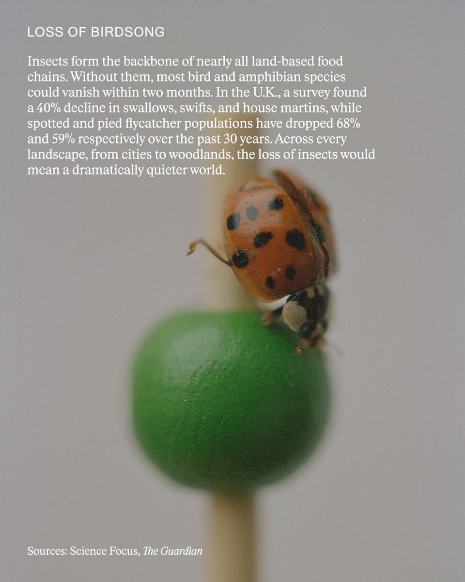 yourplanetonx's tweet image. Imagine a world without insects 🐝🌍

No buzzing life, no pollination, no balance in nature. Insects support food, soil, and ecosystems every day.

#SaveInsects #ProtectEarth
.
👍 Follow @yourplanet.earth for more
🙏 Turn on notifications for future updates