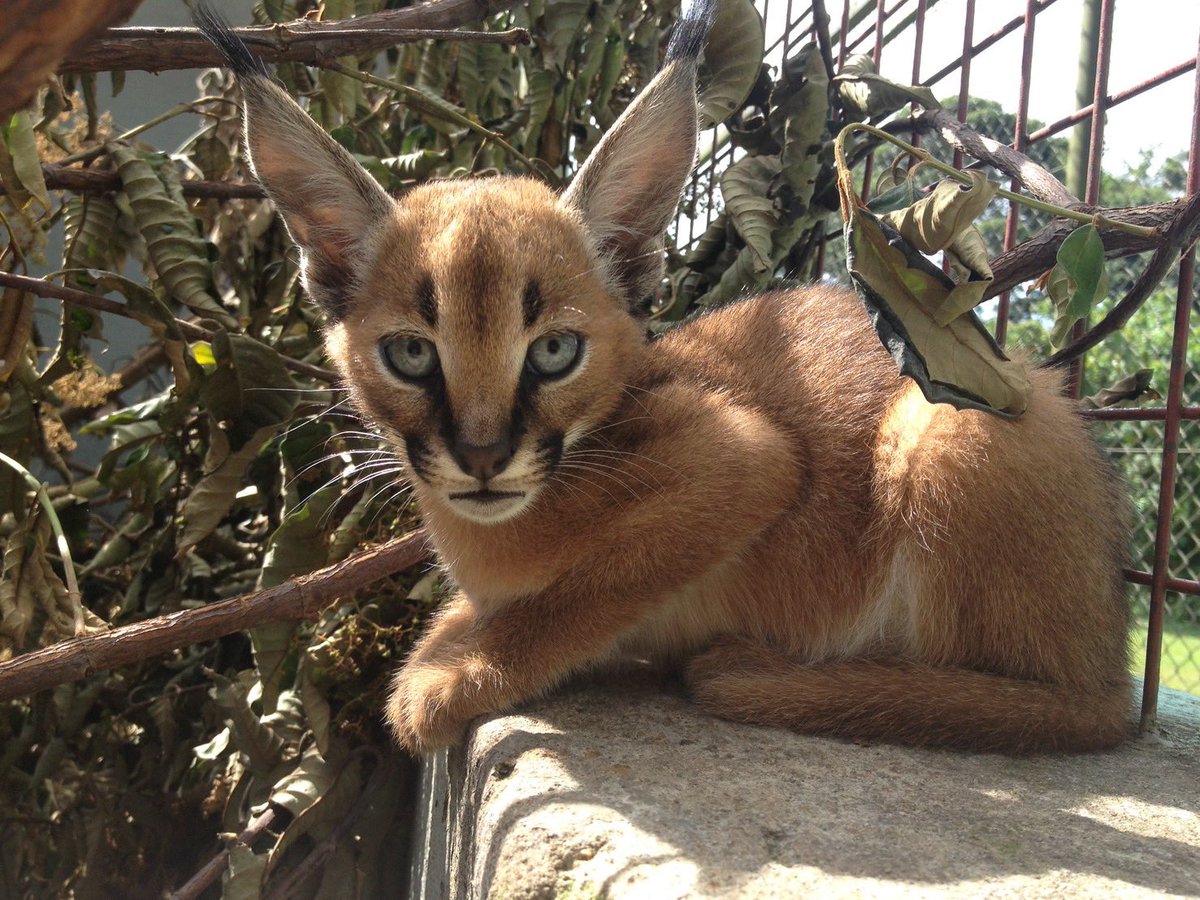 北国ここな🦊🧬獣医Vtuber tweet media