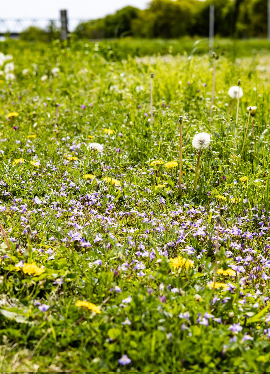 るびぃ08 tweet media