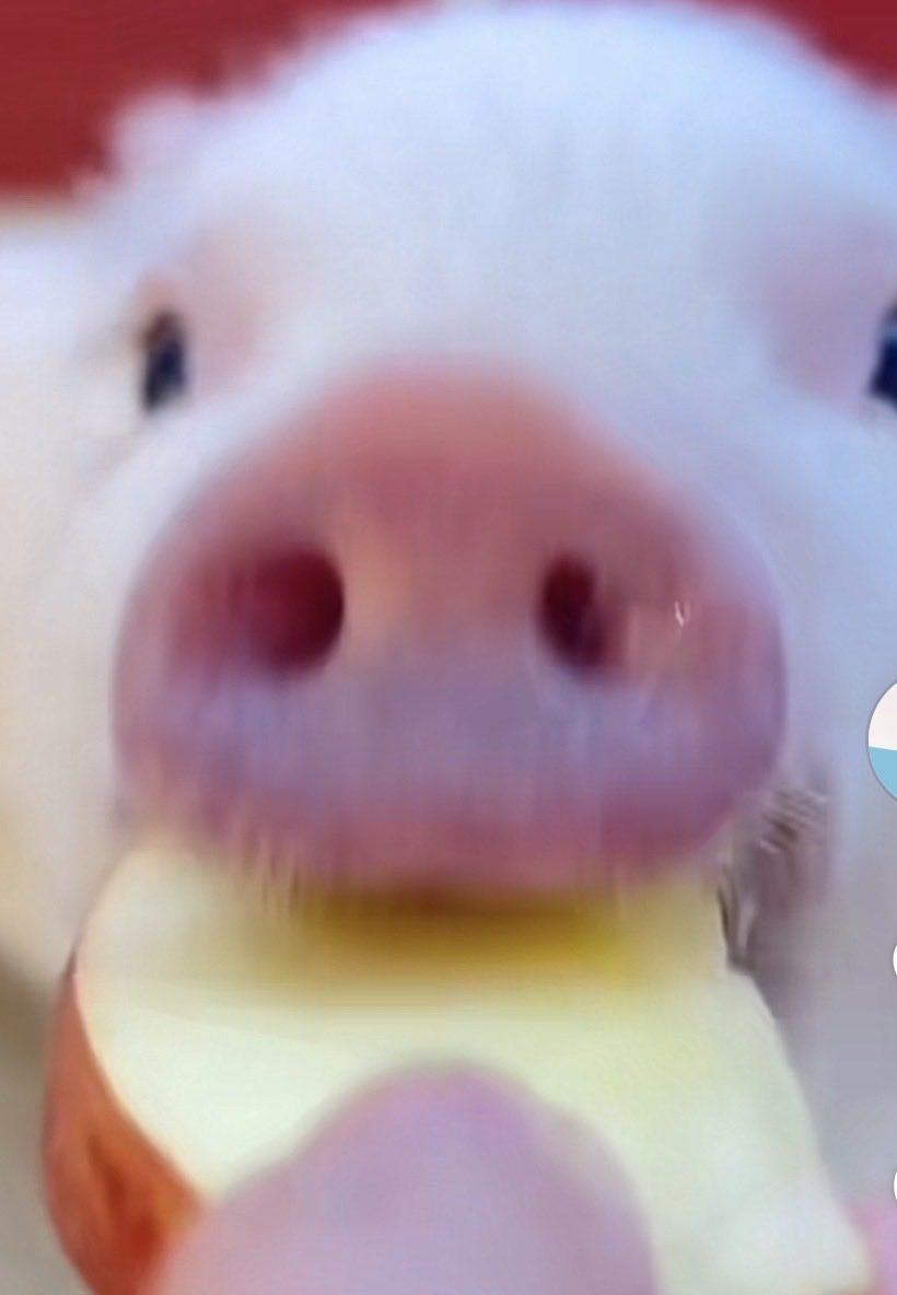 ทำดีห์ 쟈기야 || 🐽 tweet media