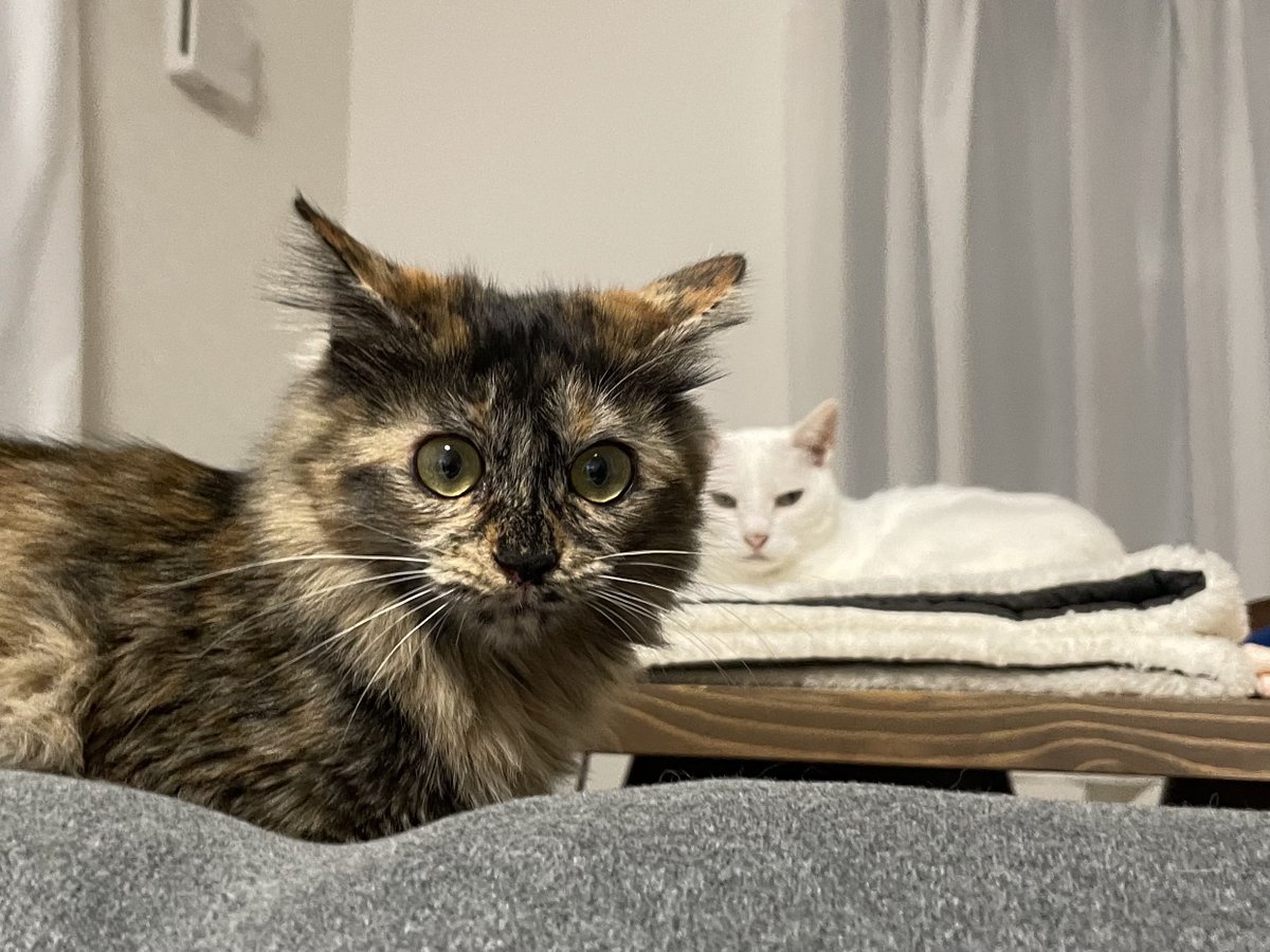 おたまさん tweet media