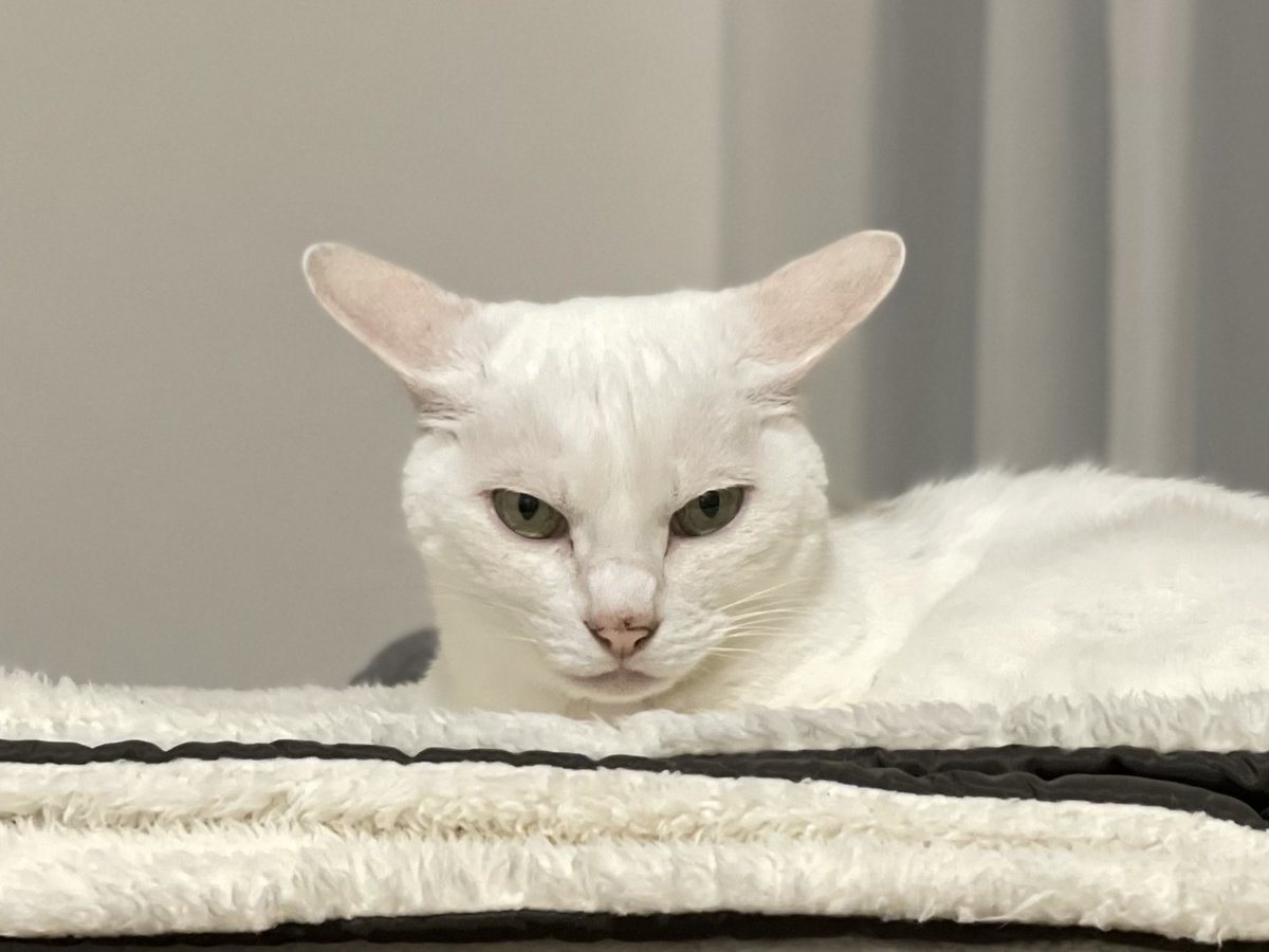 おたまさん tweet media