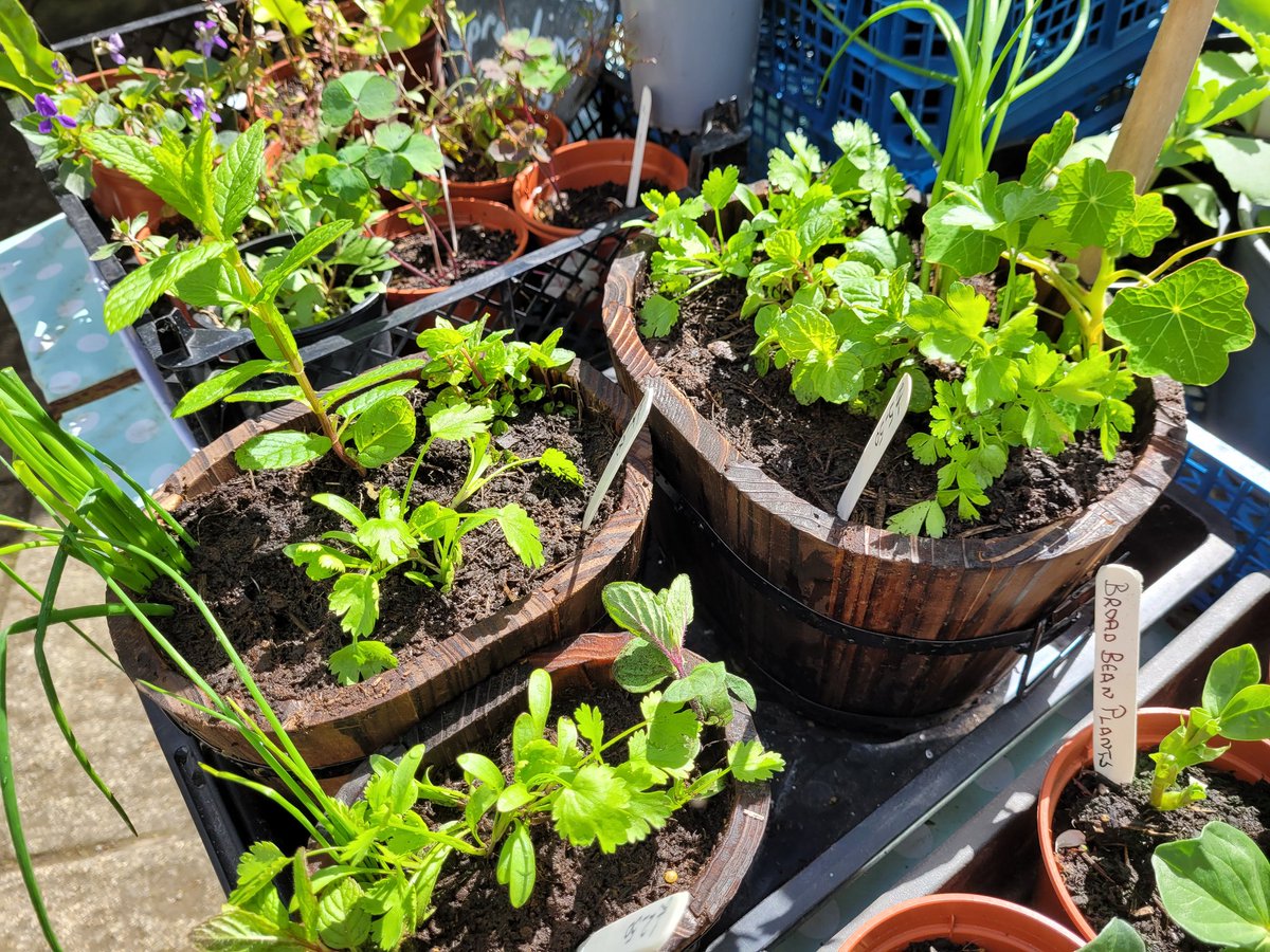 dovecotenursery's tweet image. New wooden herb pots on the table today 😀 #anglesey #local #seasonal #chef