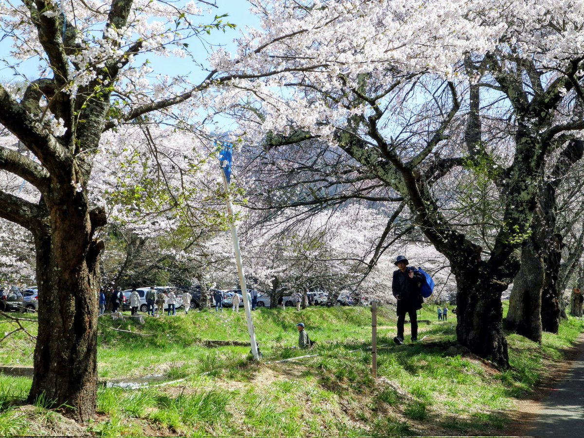 ujucosnap's tweet photo. April 17, 2026  
猪苗代町＊観音寺川の桜並木
#撮り歩き https://t.co/RexNZqKEGv