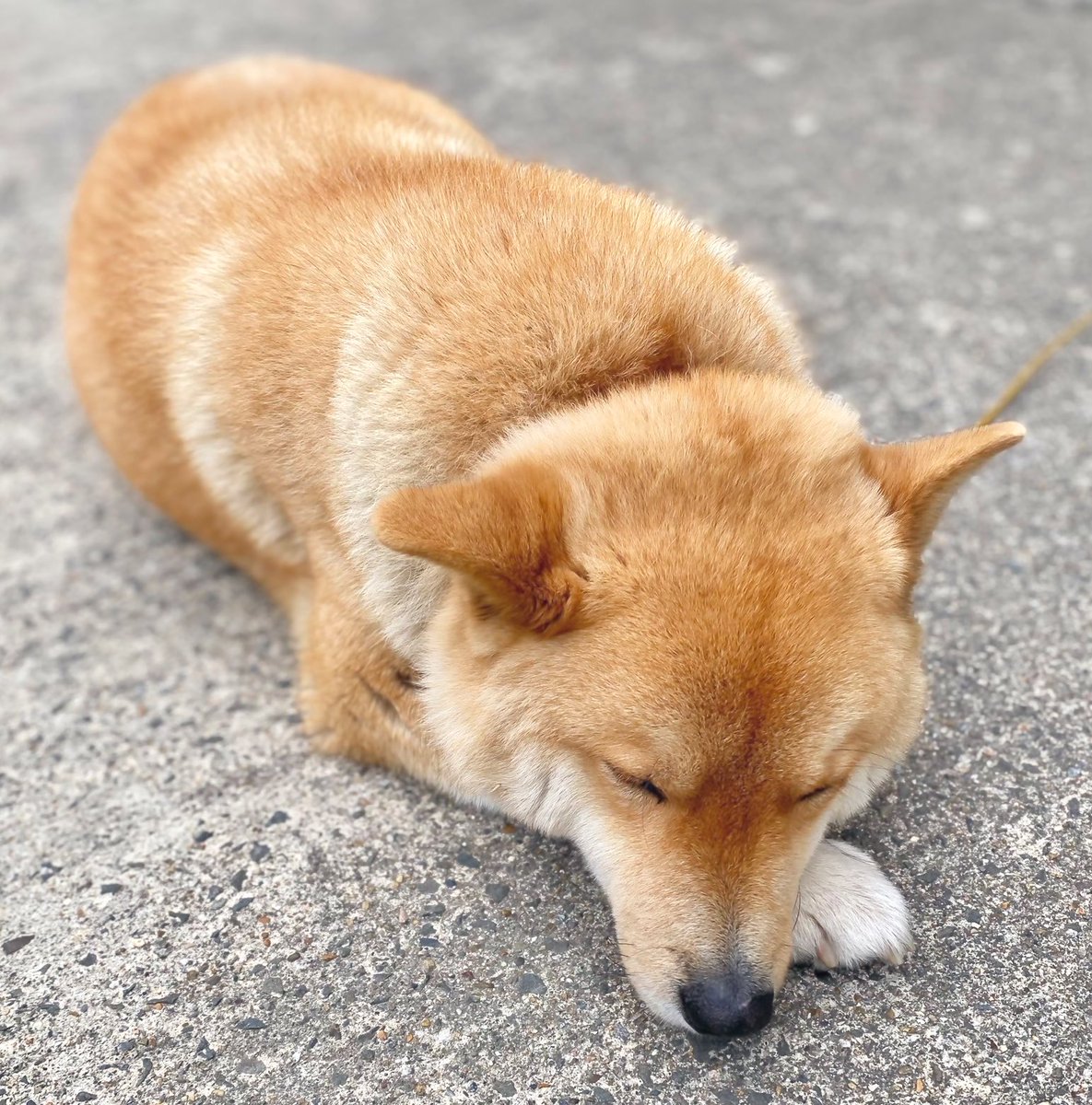 らぴす@てんさい3歳児 tweet media