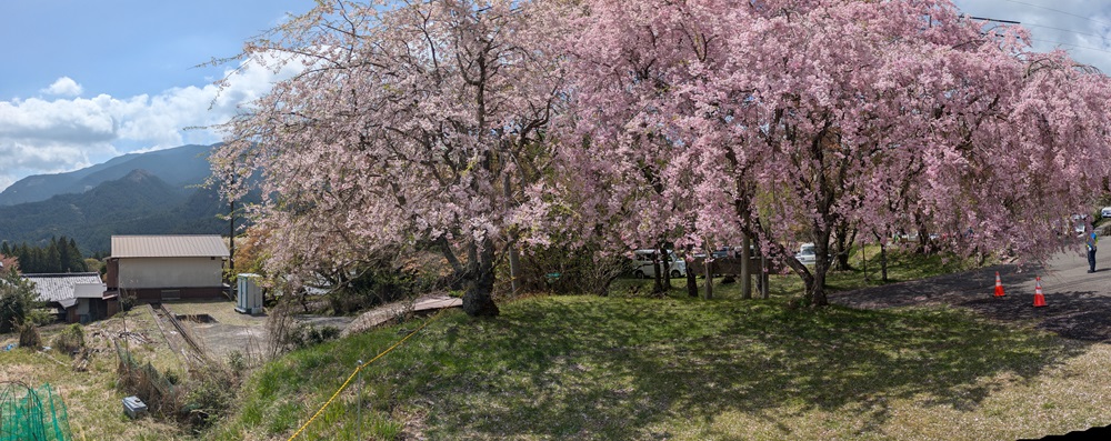 10samoht's tweet photo. @parent_monkeyのInstagram投稿をチェック https://t.co/EBqYuQ6OEl
#三重県 #津市 の #三多気の桜 がとても奇麗だと知って見に行ってきました。
少し時期が遅かったか?
来年は満開の時に来てみたい。
#夫婦でツーリング #夫婦ライダー
#モンキー #モンキー125 #monkey
#アクシスZ #axisz https://t.co/Pu09FMYsqM