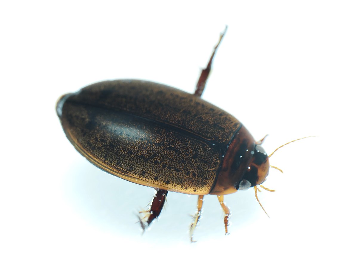 オオヒメゲンゴロウ