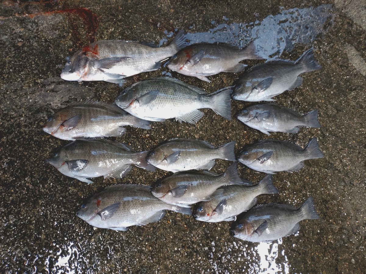 atuyuki53's tweet photo. 久しぶりの地磯釣り。乗っ込みのチヌを狙いでしたが、23〜29センチのグレが良く釣れました⤴️夕方の満潮時にやっとチヌが釣れました😅
グレもチヌも卵が有りました😀
#地磯釣り https://t.co/qxBWJzZ8jQ