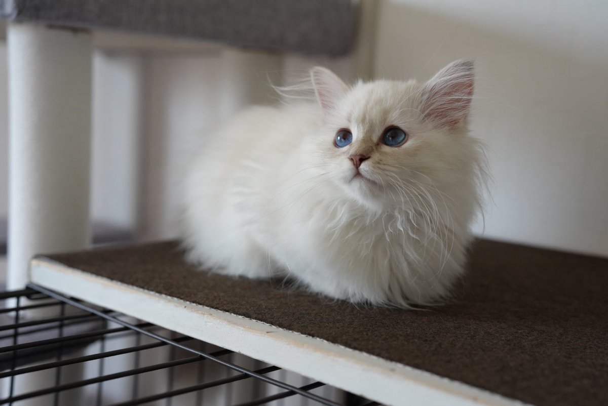 エトさま tweet media