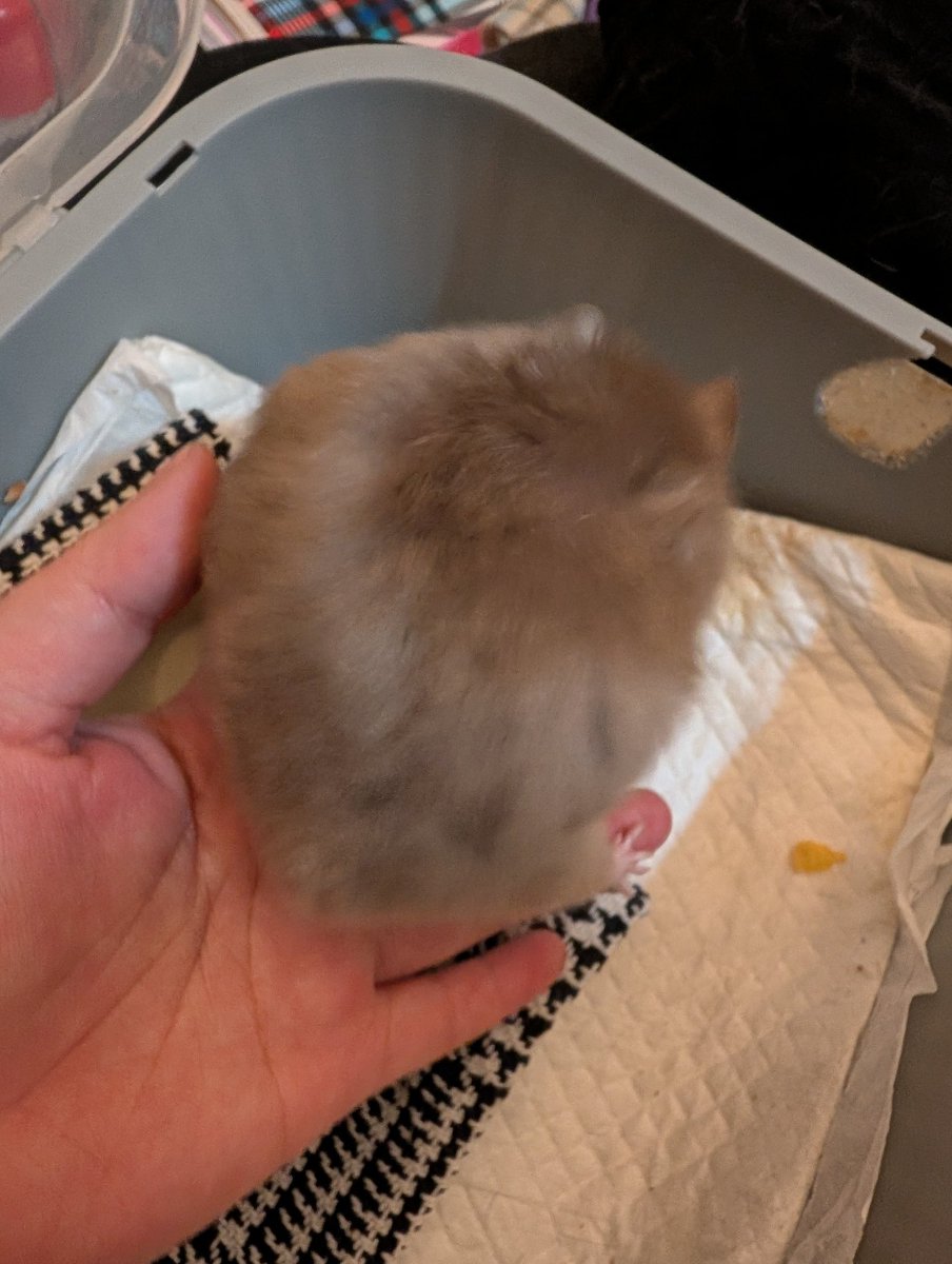 cat_YASHINAI's tweet photo. パモ妊娠してたらいいなあ🥺💞 https://t.co/9cZKGM5Lox