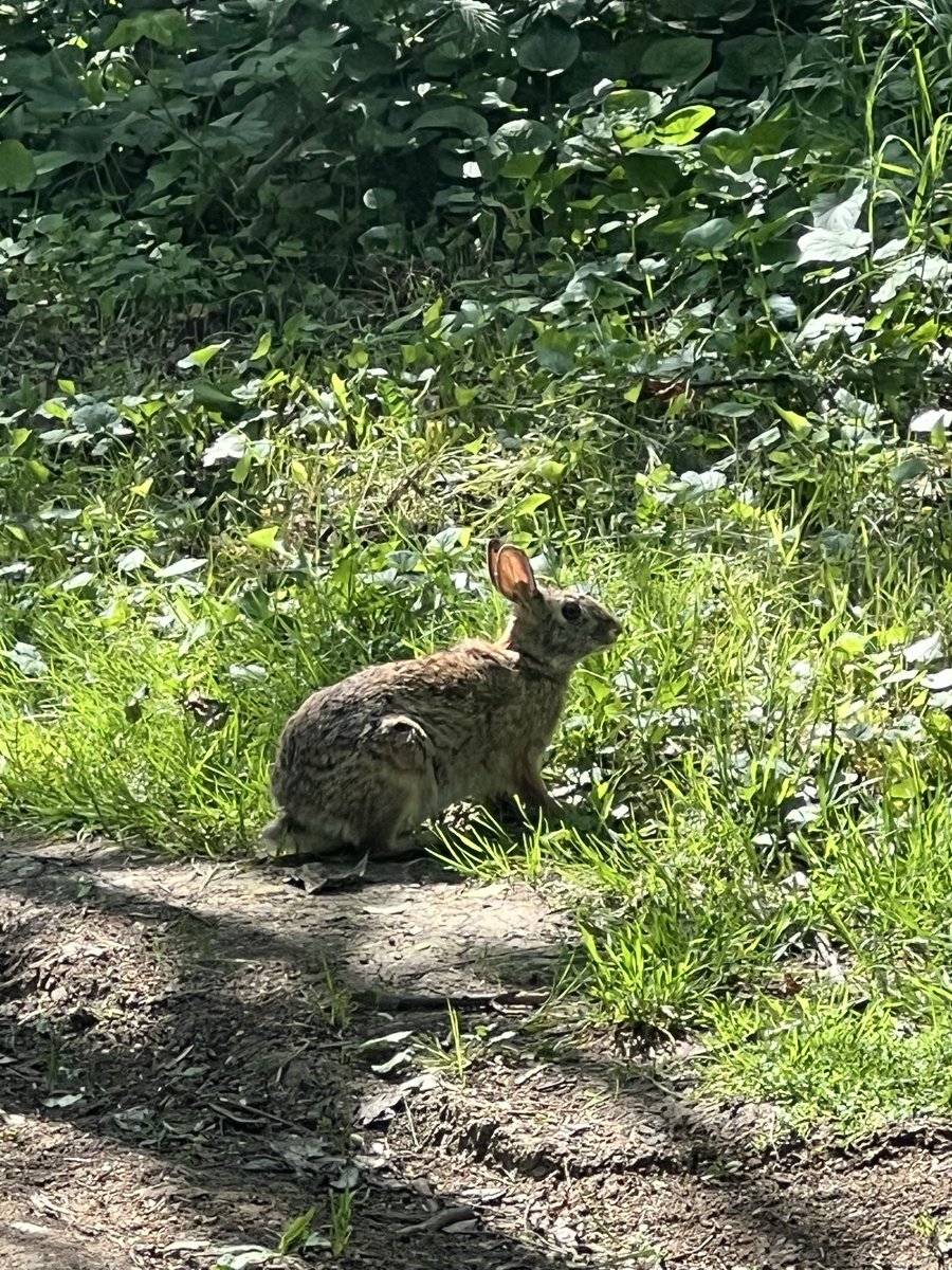 Olha quem veio me visitar na minha caminhada no parque.