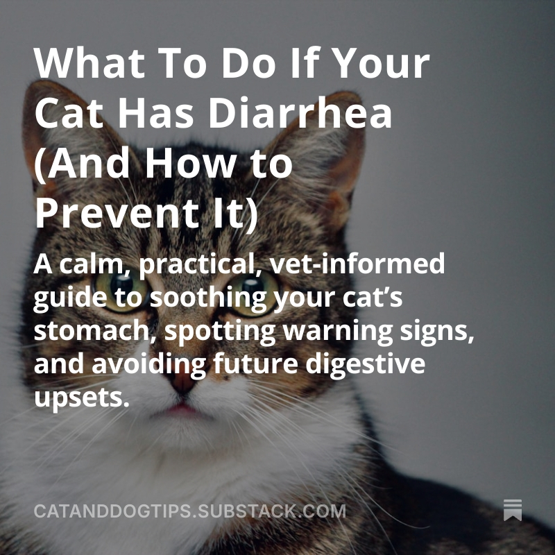 CatsAndDogsTips's tweet photo. Simple and effective tips that actually work #Cats #Caturday #Catlovers #CatHealth https://t.co/3EGQObtoMN https://t.co/5pymTZN4FZ