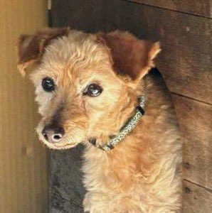 🐶🆘【#山梨県迷子犬】🎈
🔷2026.4.17
🔴山梨県甲州市大和町日影から迷子になった〝ゲン君♂〟を探しています🐾
🍀発見の際は警察への保護依頼、ハピわんコメント欄（ログイン後）又はDM、リプでご連絡をお願いいたします🙇‍♂️
#迷子犬 #甲州市 #甲州市大和町
#大和町日影 #ゲン君
＊唐草模様の首輪