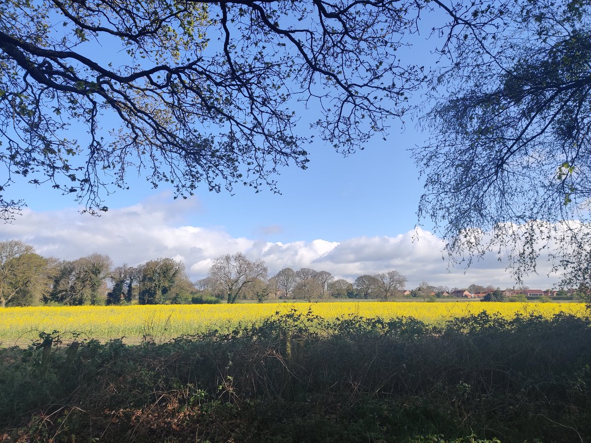 GeekWatson's tweet image. Morning out at Skipwith Common. 26 birds and two new lifers, not bad. #birding