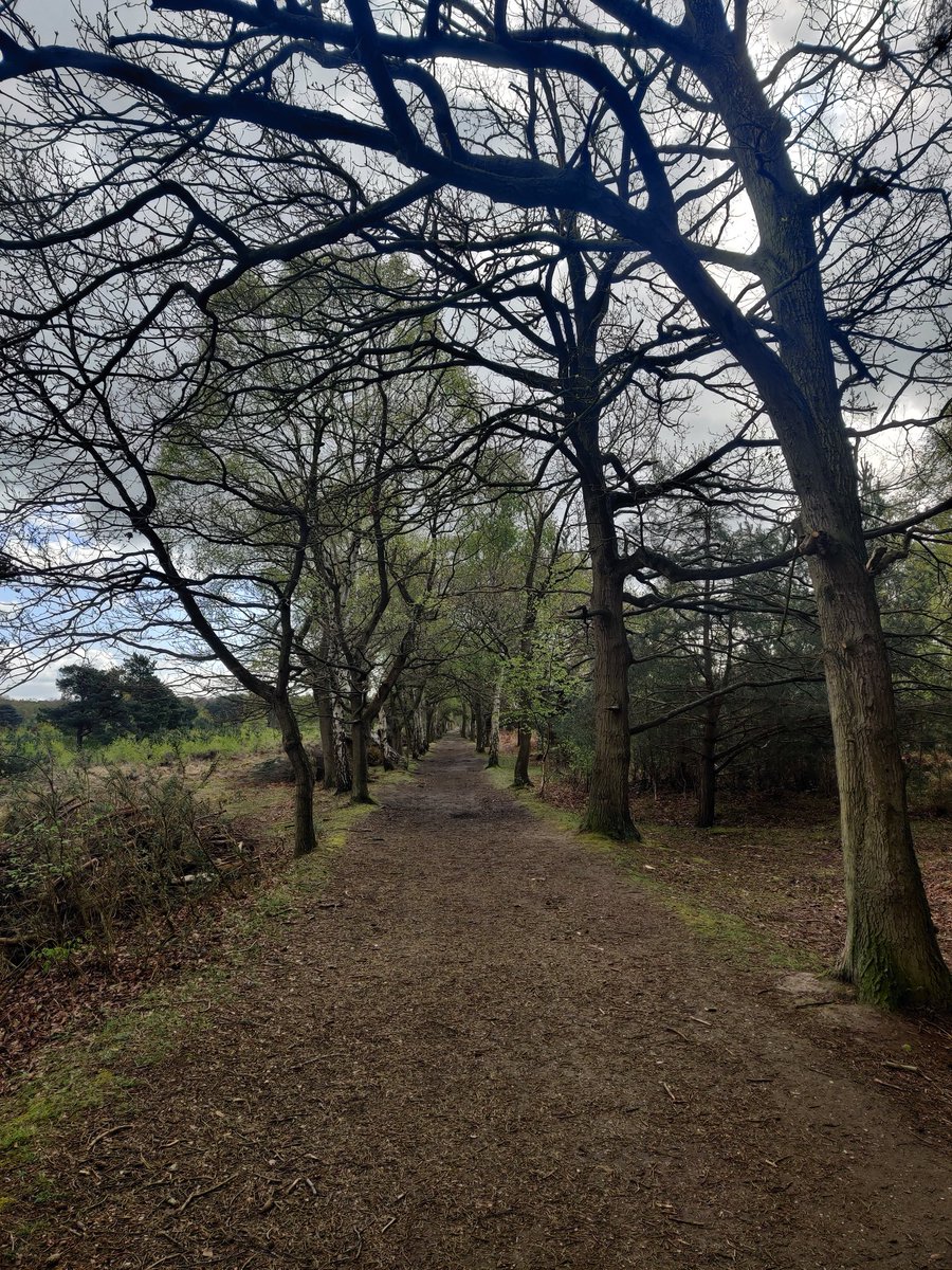GeekWatson's tweet image. Morning out at Skipwith Common. 26 birds and two new lifers, not bad. #birding
