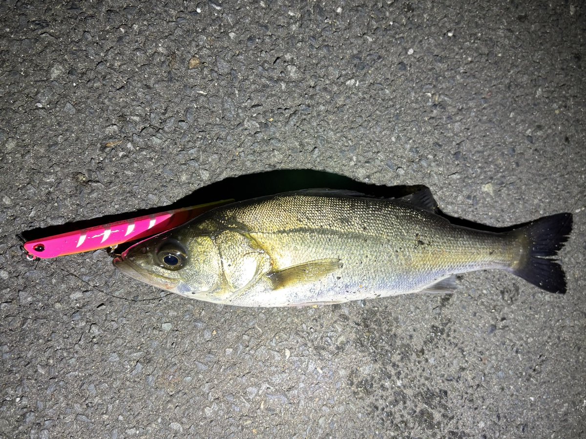 Rei fishing @東京湾奥＆房総 tweet media