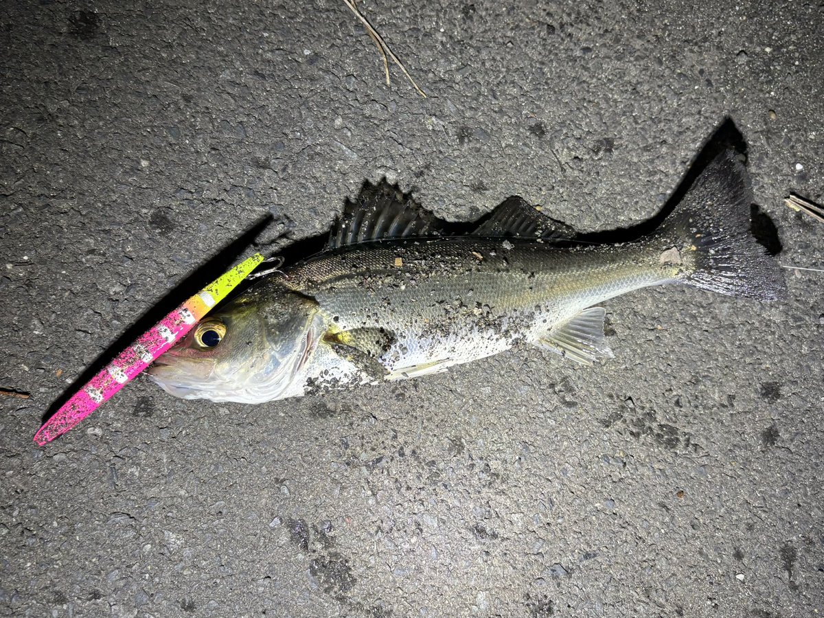 Rei fishing @東京湾奥＆房総 tweet media