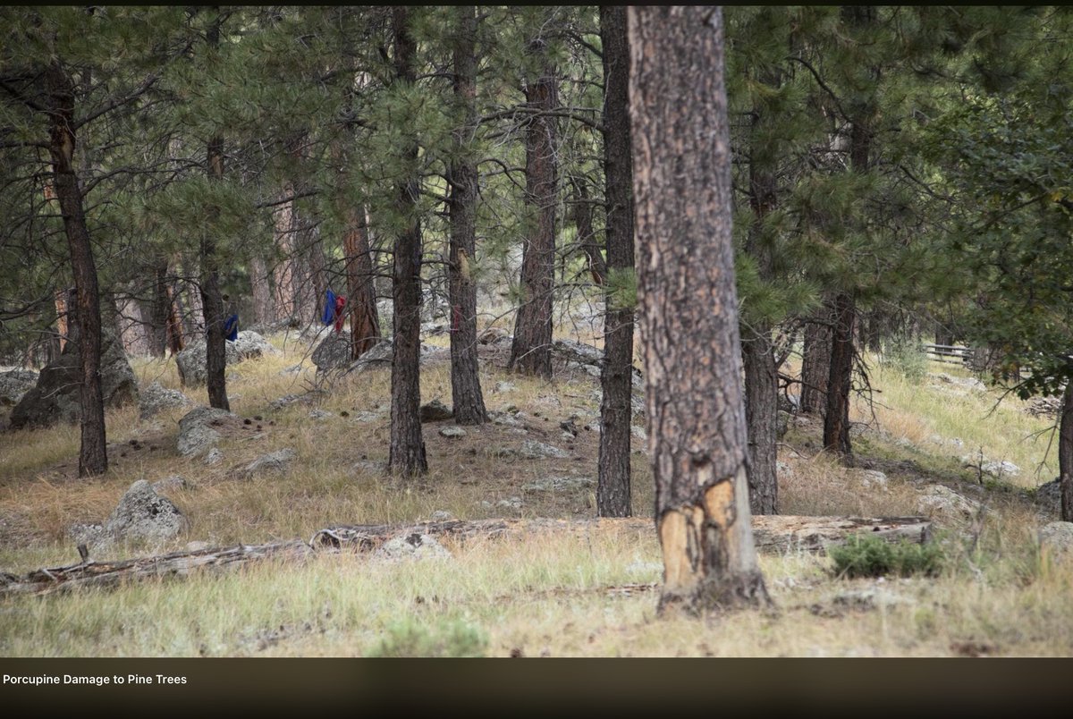 Trees do not make a forest.
Function does.

SUBSTANCE WITHOUT SPECTACLE
How the Loss of Ground Sloths and Porcupines Turned Forests into Fuel 
Western wildfire seasons are often framed as a climate story. Climate matters. But the deeper ecological story began thousands of years