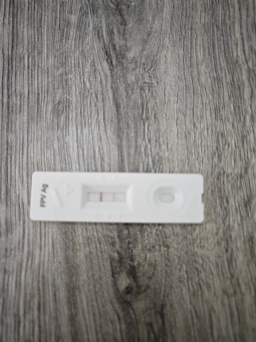 BlmDMR's tweet photo. Parktan 3 minik bebeği korumaya aldım Panlekopeni pozitifler 1 bebek öldü 💔ikisi hayata klinik tedavisi sayesinde tutundular @sabahveteriner toplam tedavi borcum 39.000 Gerçekten yardım elinize çok ihtiyacım var bu canların tedavilerine yardımlarınızı rica ediyorum 05336187537 https://t.co/NKEpfXAcbd
