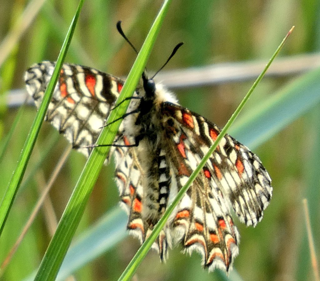 juli mauri tweet media